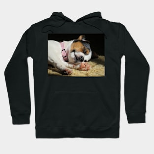 Cuteness Overload Hoodie